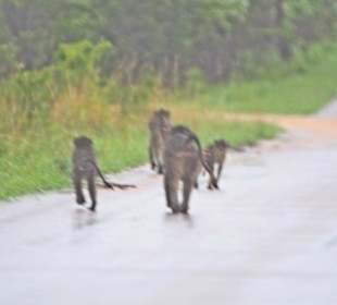 Chacma Baboon