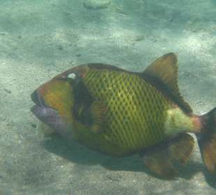 Riesendrücker