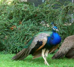 Pfau im Schloss-Park Libochovice