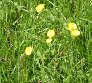 Rundwanderung Extratour Kuppenweg, Platzer Kuppe