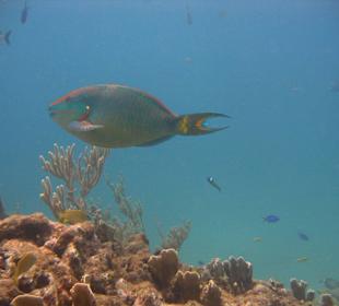 Tauchschule Merlin Sosua