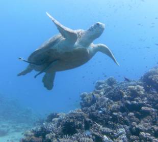 Schnorcheln Marsa Alam