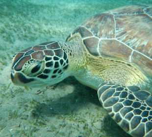 Schnorcheln Marsa Alam