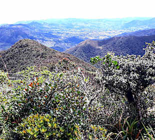 Podocarpus Nationalpark