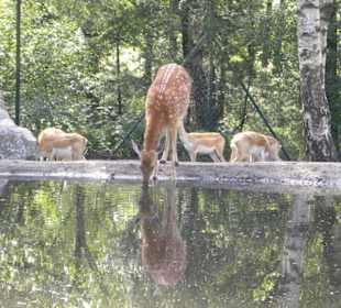 Serengeti Park Hodenhagen