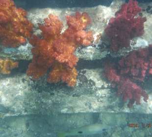 Schnorcheln Hurghada