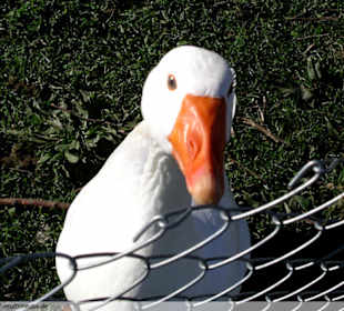 Berg Tierpark in Blindham (Aying)