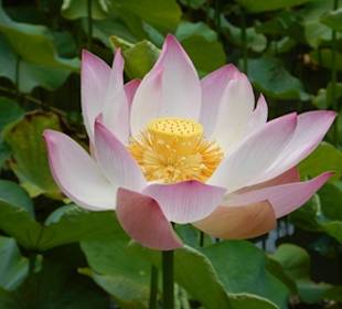 Botanischer Garten Pamplemousses
