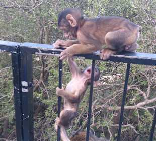 Gibraltar - enklawa brytyjska