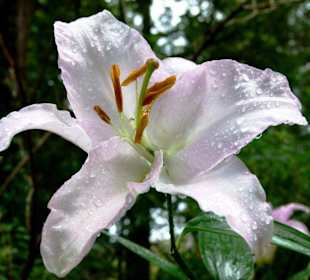 Blütenpracht im Toscana-Garden