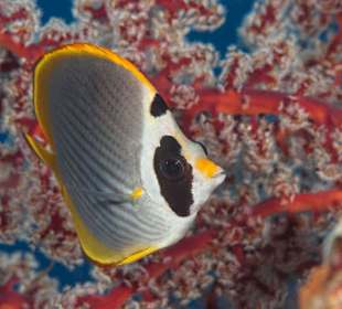 Underwater World Pemuteran