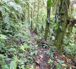 Wanderung durch den Nebelwald/Regenwald