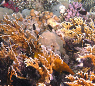 Fische vor dem Hausriff Hotel Tulip Resort