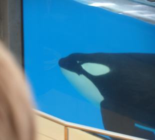 Beeindruckende Orcas