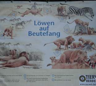 Löwen auf Beutefang