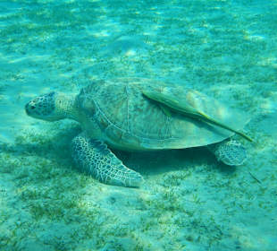 Schnorcheln Marsa Alam