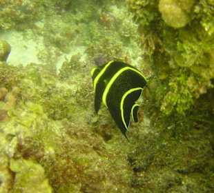 Fisch