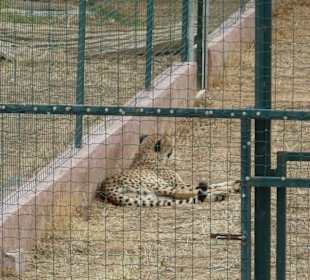 Gepard