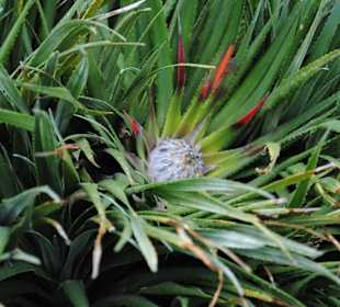 Minack Theatre Garten