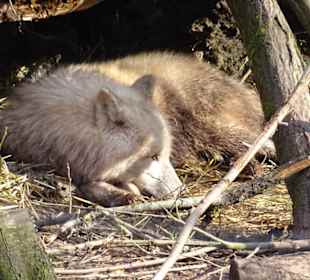 Im Wildparadies