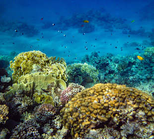 Schnorcheln Dahab