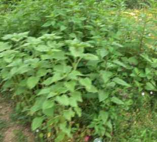 ALB-GOLD Naturgarten