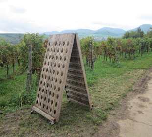 Kulinarische Weinbergswanderung