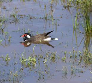 Verschiedene Waservögel