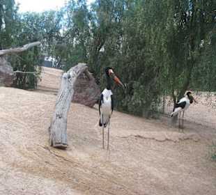 Sattelstorch