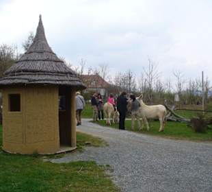 Eselreiten