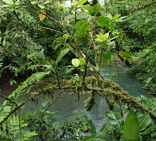 Dschungel am Rio Celeste