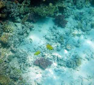 Wunderschöne Unterwasserwelt!