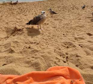 Praia de Nossa Senhora da Rocha