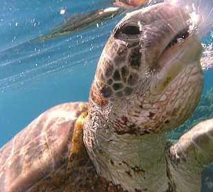 Schildkröte frisst Qualle