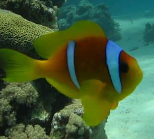 Schnorcheln Marsa Alam