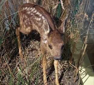 Naturwissenschaftliches Museum