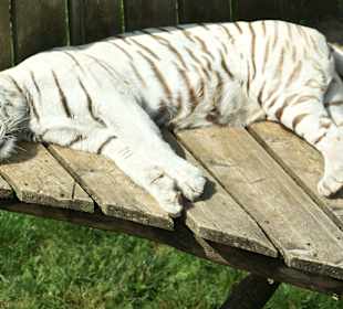 Kameltheater & Weißer Hof