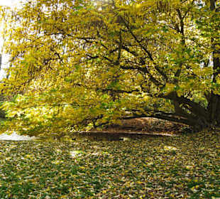 Парк Замка Ойтин.Золотая осень.