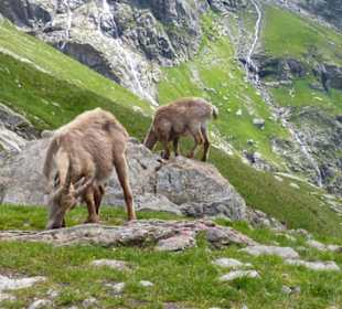 Auf einmal schon zwei