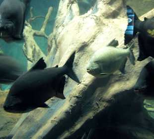 Pirañas negras