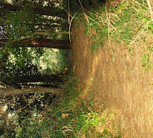 Naturreservat tief im Wald