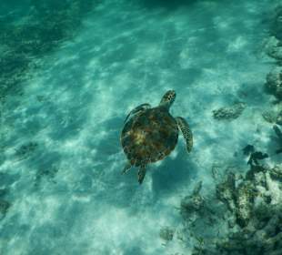 Kleine Wasserschildkröte