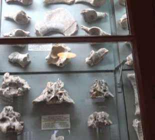 Ghar Dalam Cave & Museum