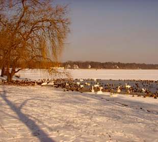 Entenversammlung mit Schwänen