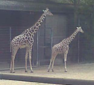 Giraffen