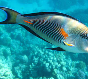 Fernsehen beim Schnorcheln