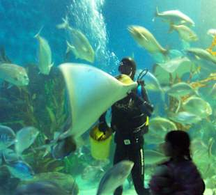 Fütterung im Aquarium