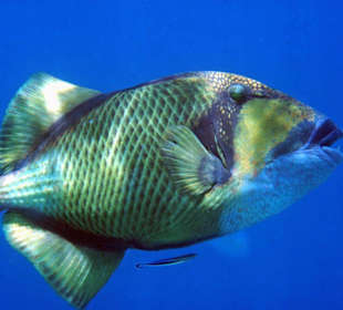 Drückerfisch