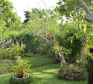 Orchideen Garten 