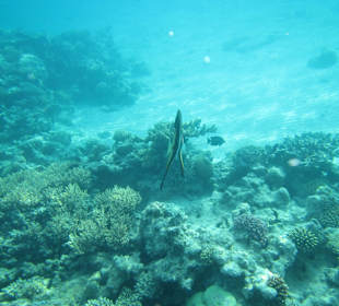 Hausriff Arabia Azur Resort